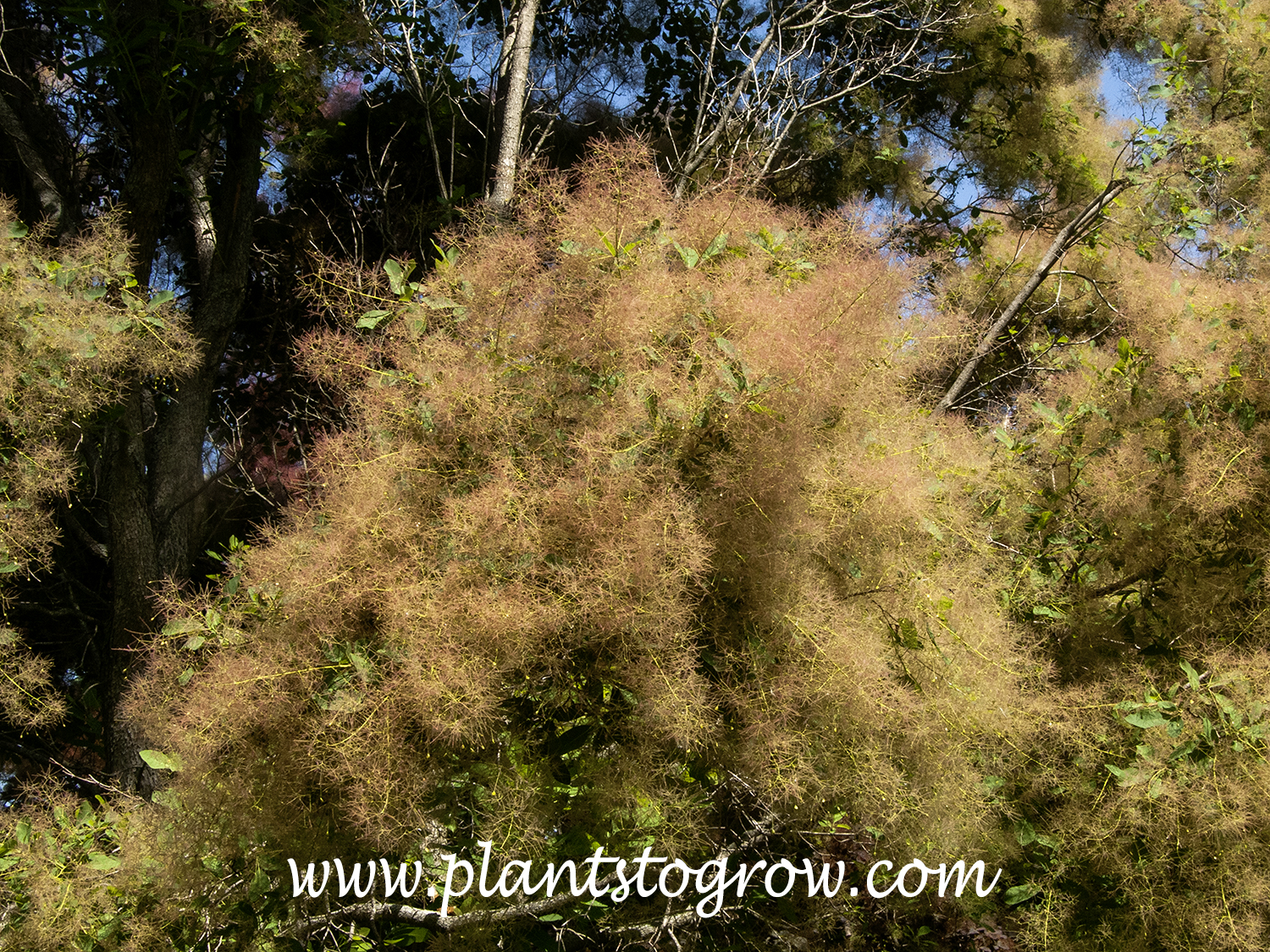 American Smoke Tree (Cotinus obovatus)